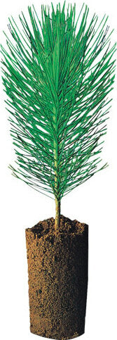 Grip Colored EcoPencils 12 ct.