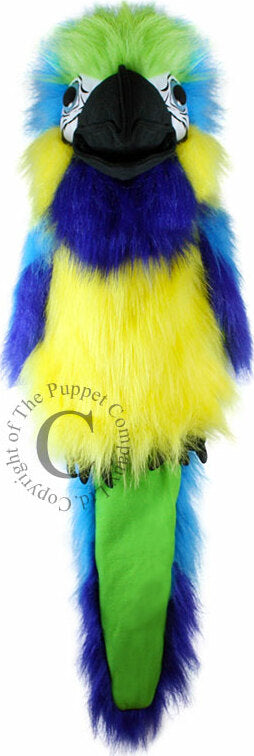 Large Birds - Blue & Gold Macaw