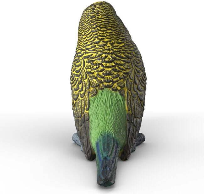 Budgie