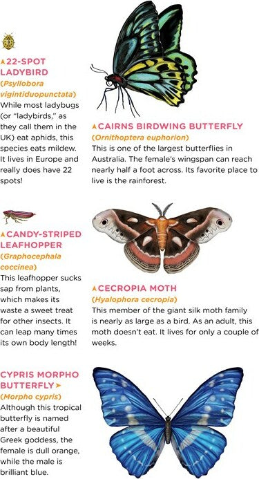 Fluttery, Friendly Tattoo Butterflies and Other Insects: 81 Temporary Tattoos That Teach