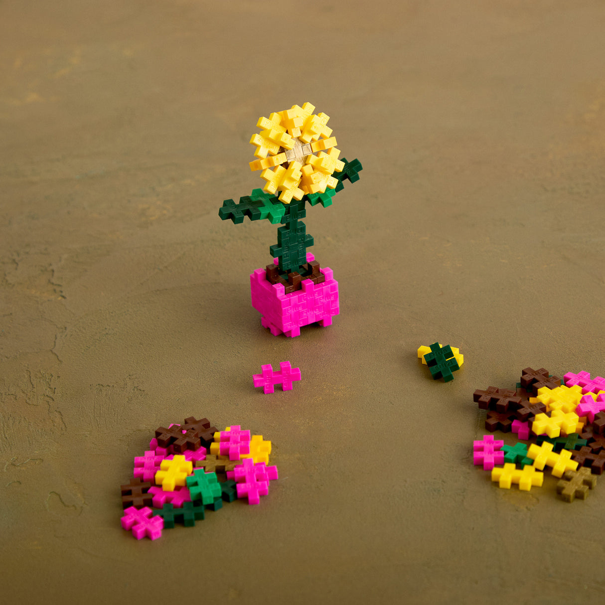 Plant Pack - Sociable Sunflower