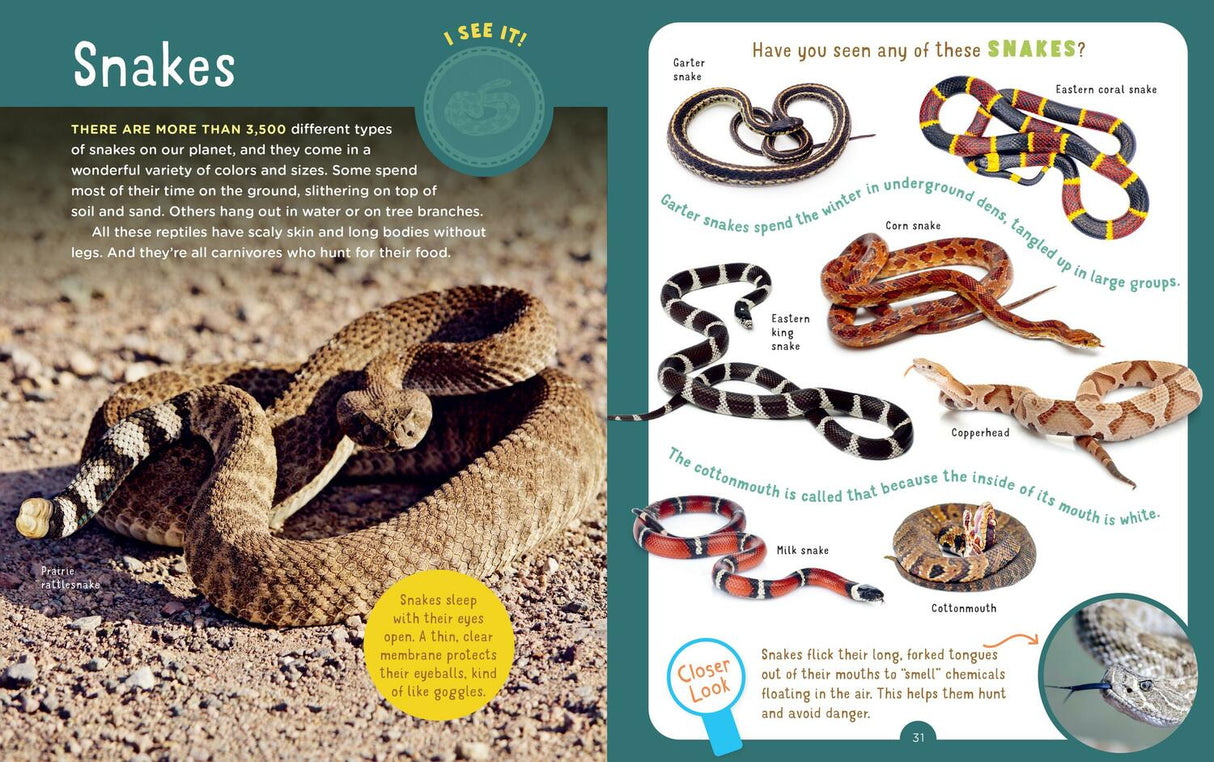 Backpack Explorer: Spotting Snakes and Frogs, and Other Reptiles and Amphibians: What Will You Find?