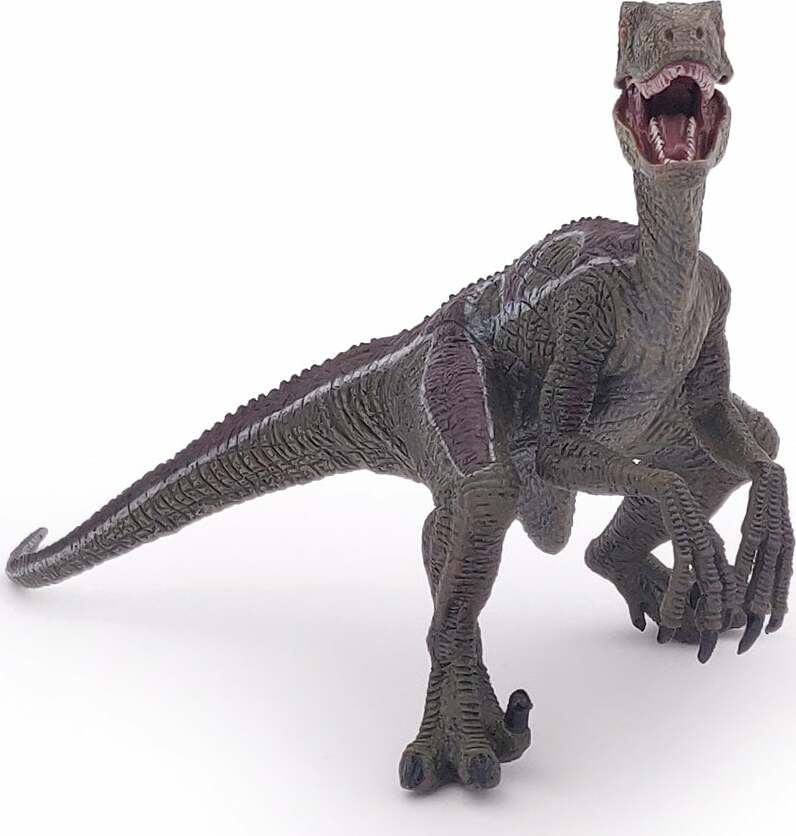 Velociraptor