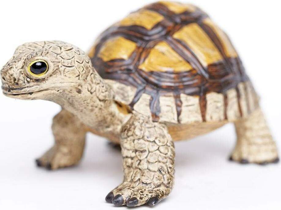 Tortoise