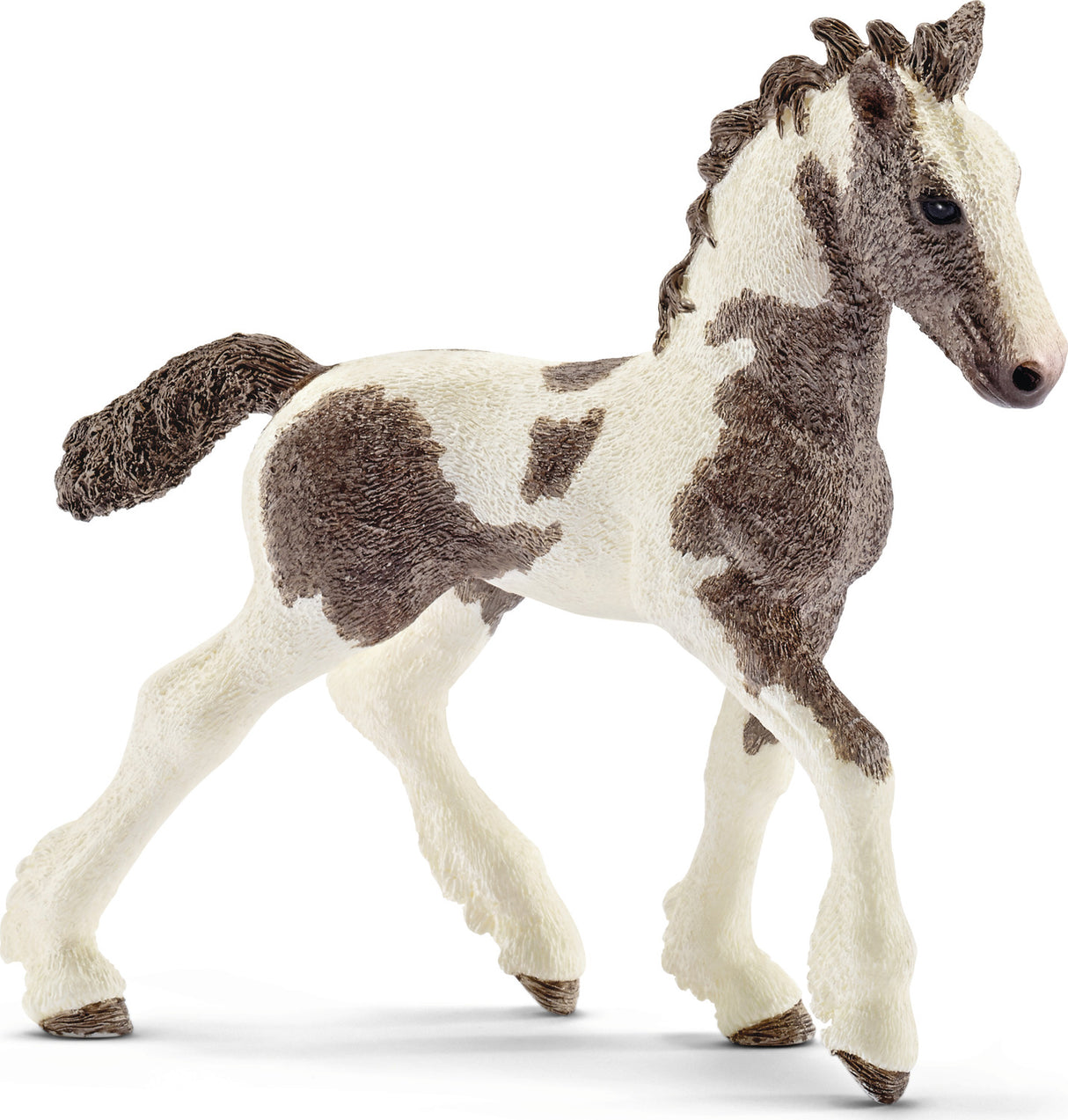 Tinker Foal