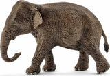 Asian Elephant, Female