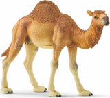 Dromedary