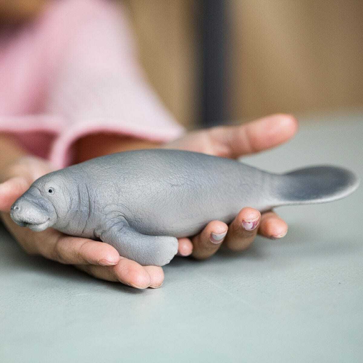 Manatee