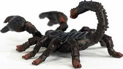 Wild Life Emperor Scorpion