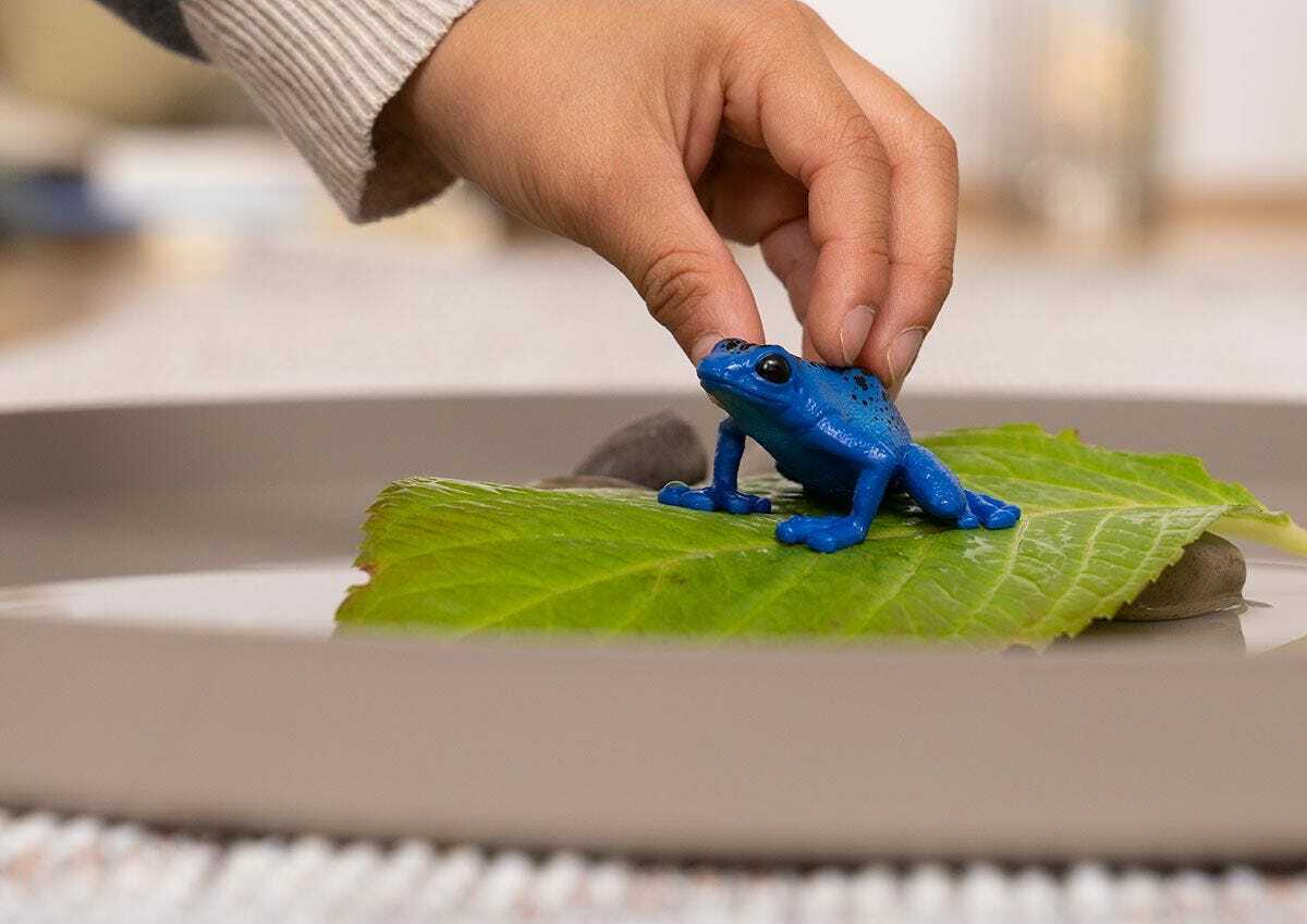 Blue Poison Dart Frog