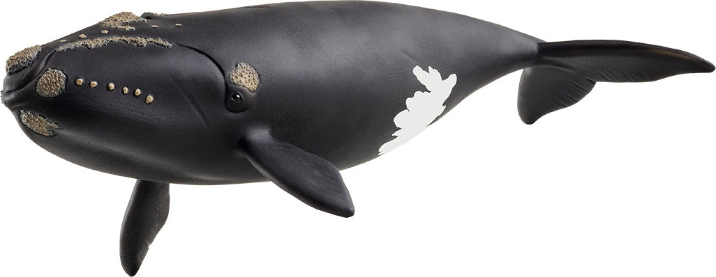 schleich WILD LIFE North Atlantic Right Whale – Dancing Bear Toys