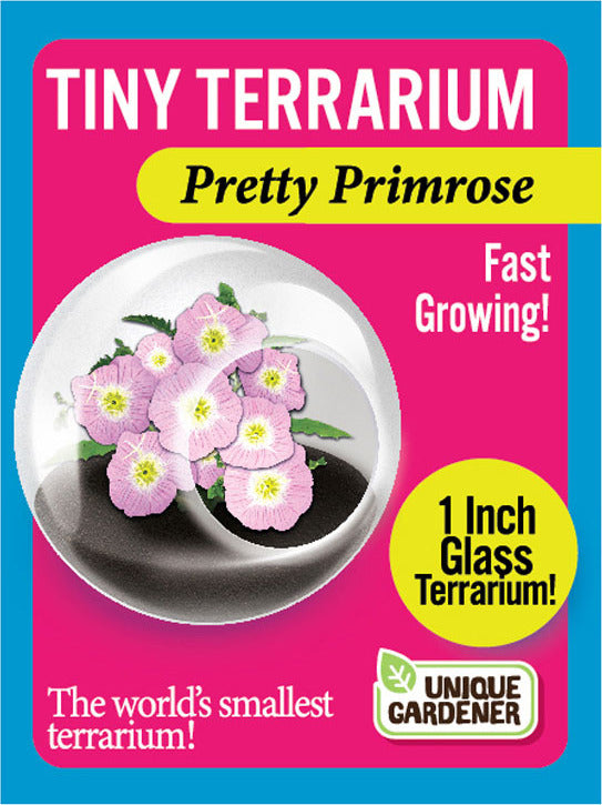 Tiny Terrarium Pretty Primrose