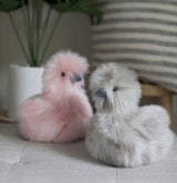 Mara Pink Silkie Chick