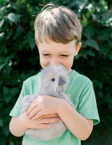 Zara Gray Silkie Chick