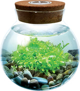 WaterPlants - Create Your Own Aquascape