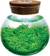 WaterPlants - Create Your Own Aquascape