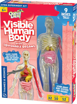 Ooze Labs: Visible Human Body with Squishable Organs – Dancing Bear Toys