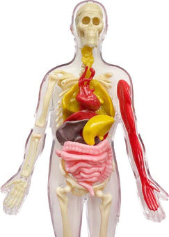 Ooze Labs: Visible Human Body with Squishable Organs – Dancing